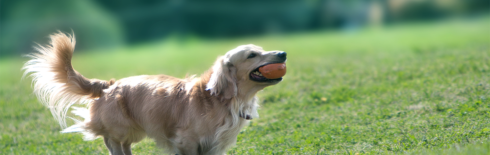 犬用,無添加おやつ,卸販売,トライアングル